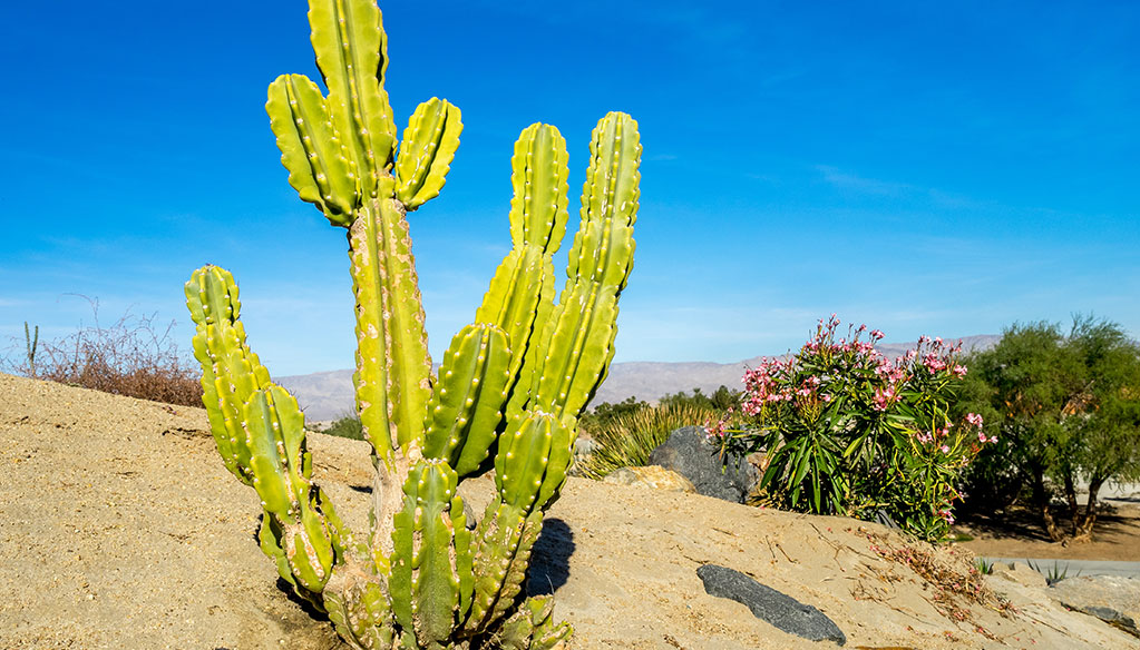 desert and cactus