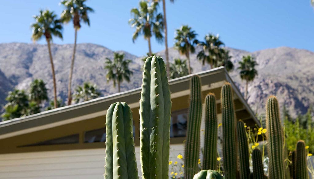 cactus in front of midcentury building