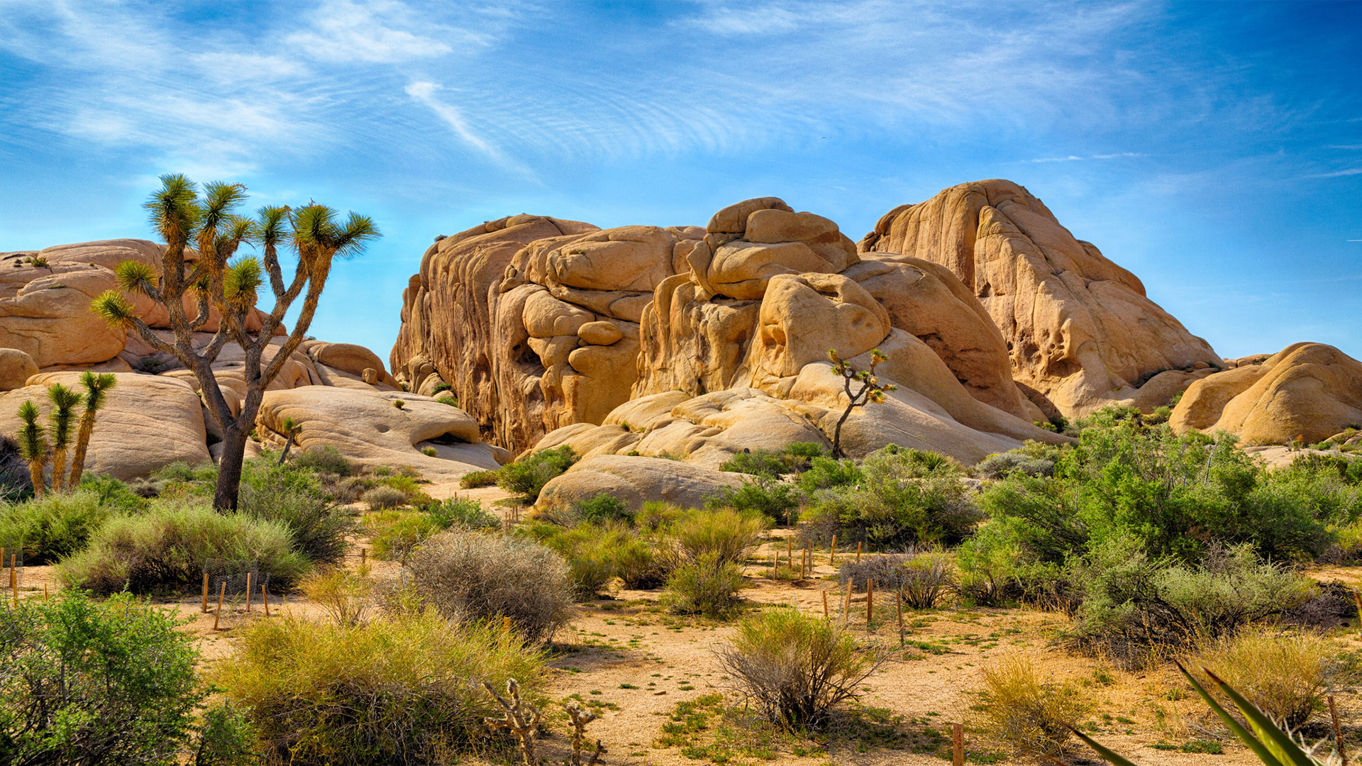 Joshua Tree National Park Image